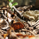 Leaf-litter lost to hurricanes threatens animals like the St. Croix ground lizard. (Photo courtesy of Auburn University)